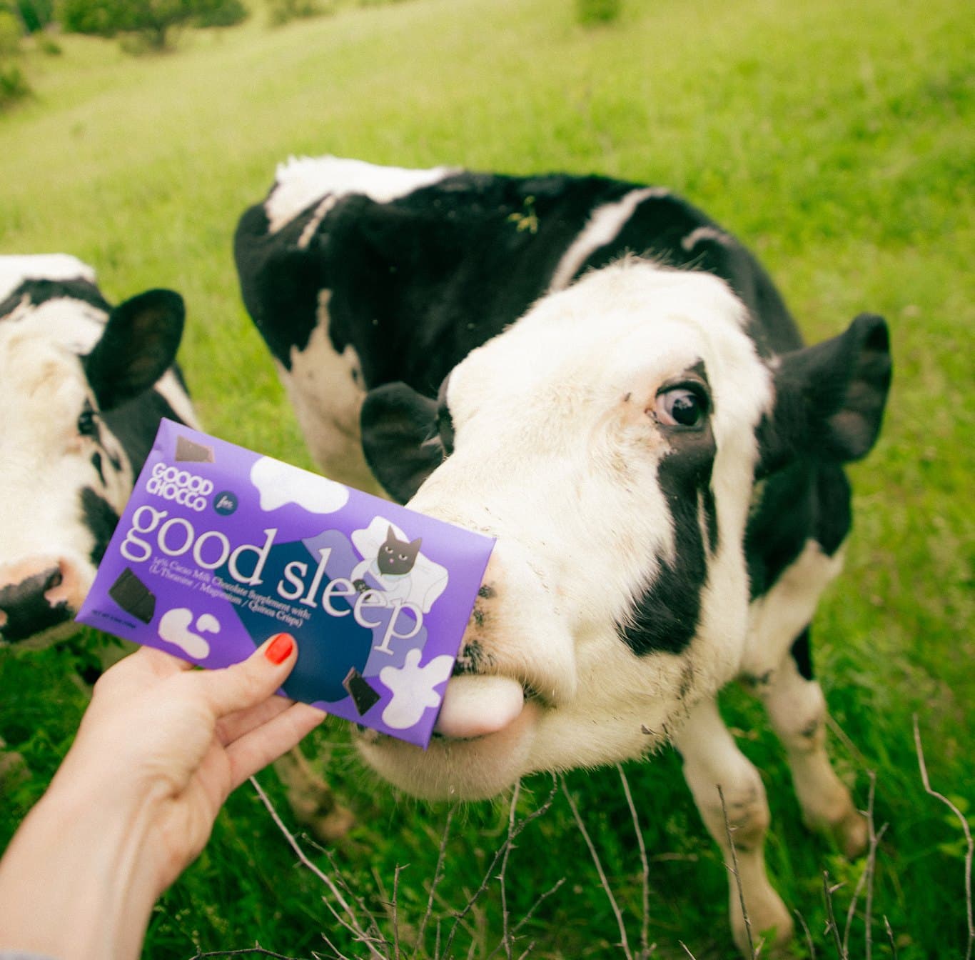Good Sleep bar held up to a curious cow